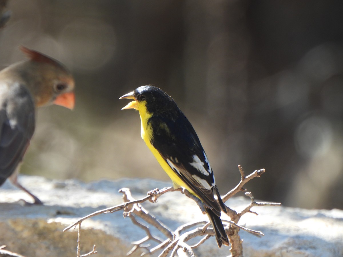 Lesser Goldfinch - ML643850250