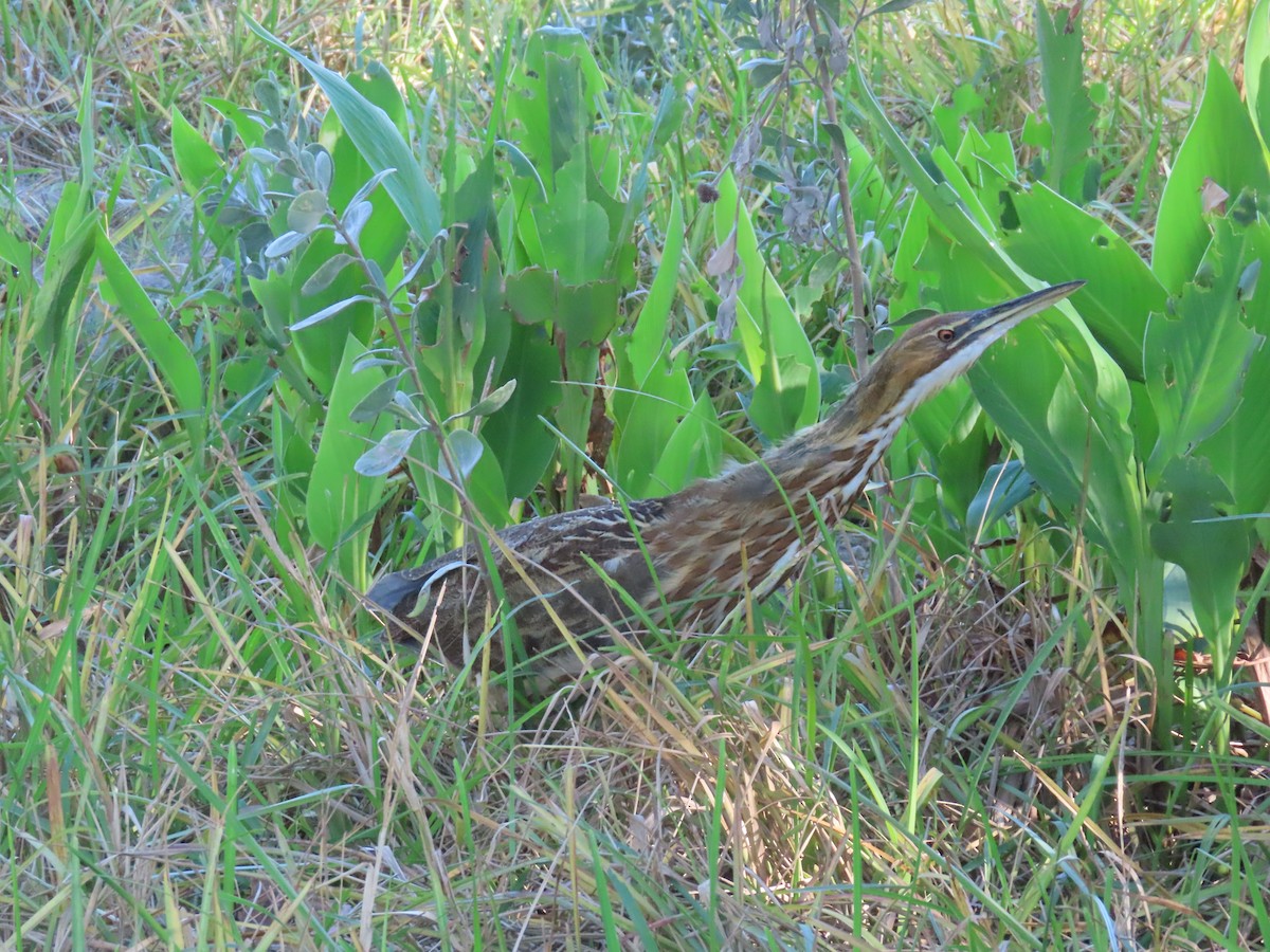 American Bittern - ML643850251