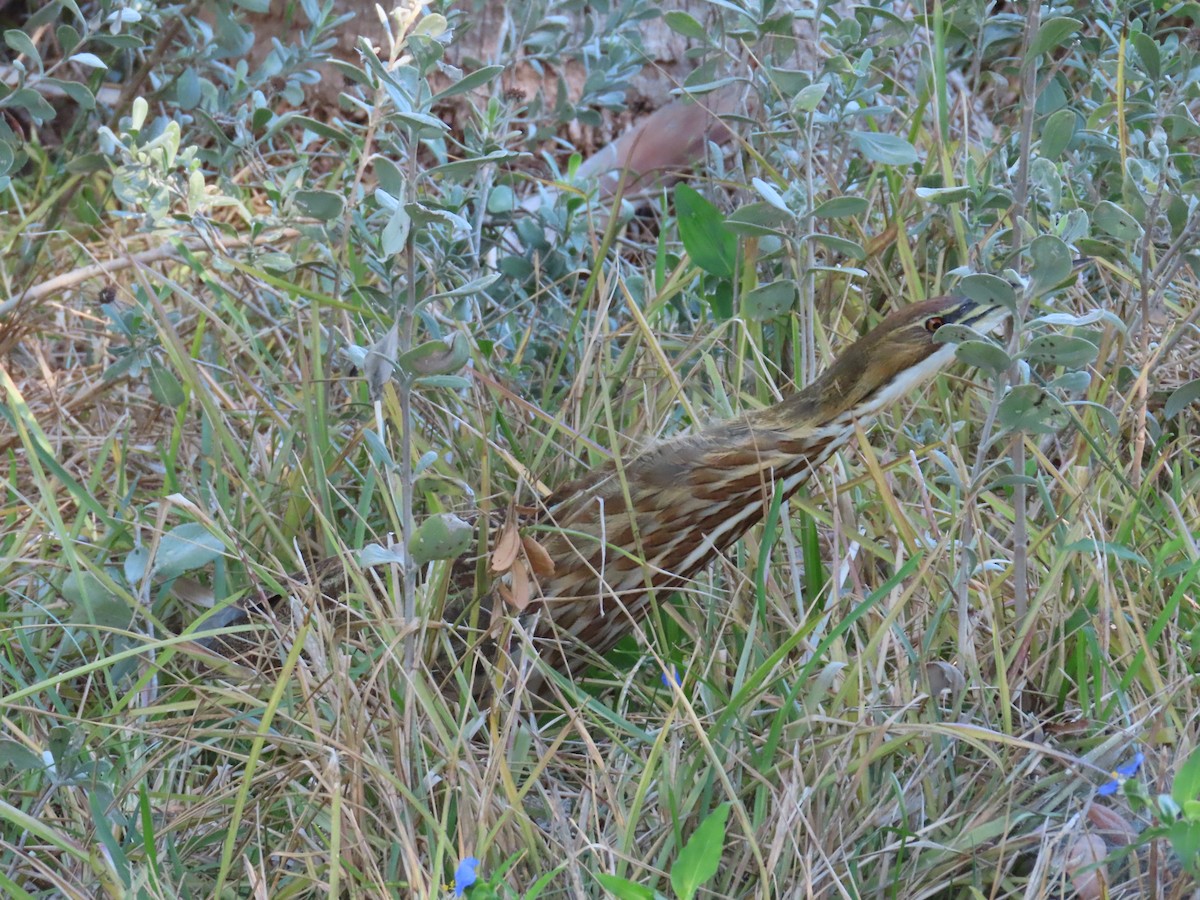 American Bittern - ML643850252