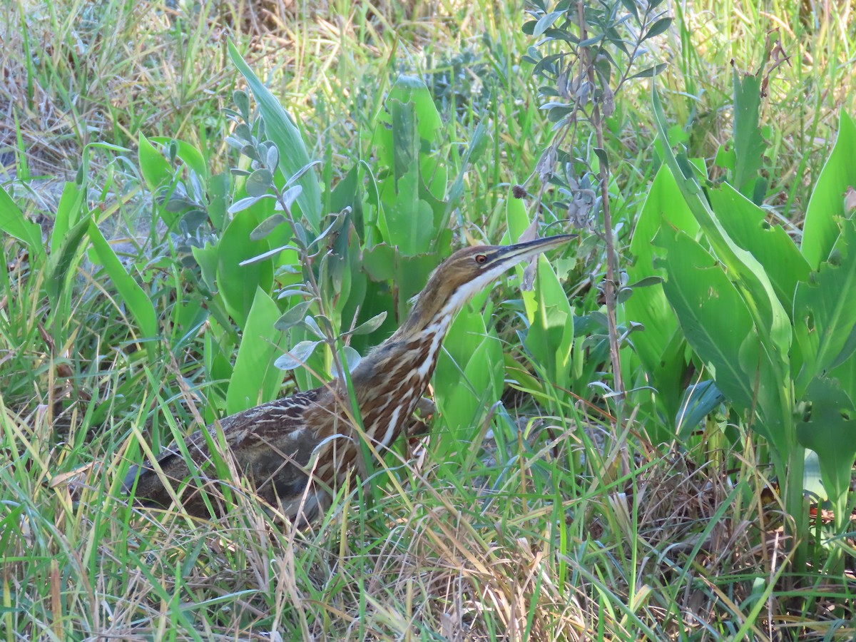 American Bittern - ML643850253