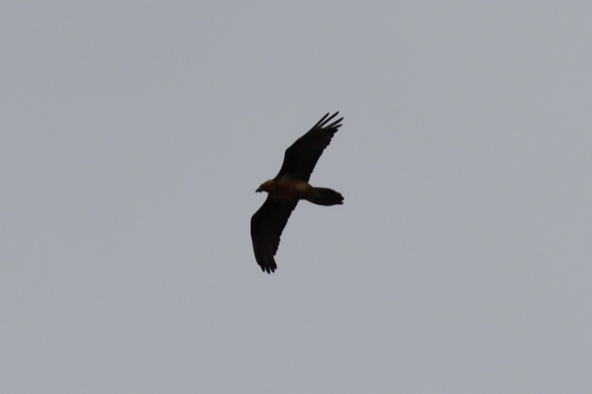 Bearded Vulture - ML643850254
