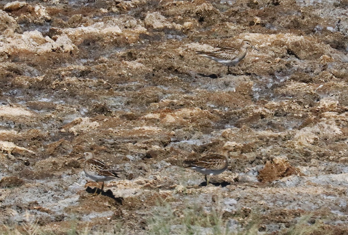 Graubrust-Strandläufer - ML643850259