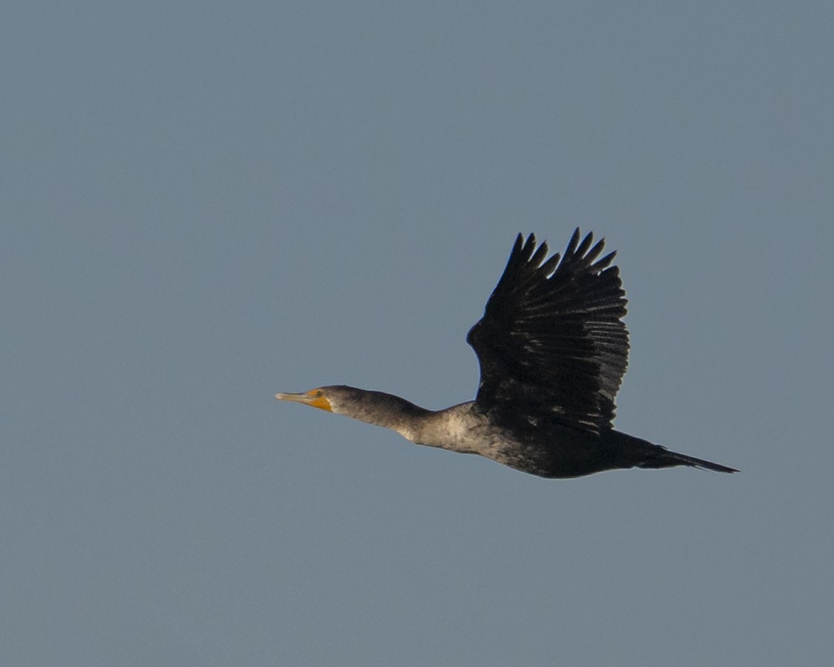 Cormoran à aigrettes - ML643850268