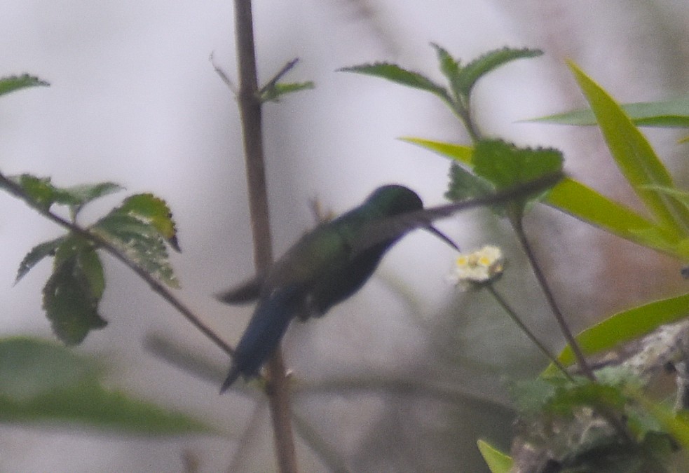 Blue-vented Hummingbird - ML643850276