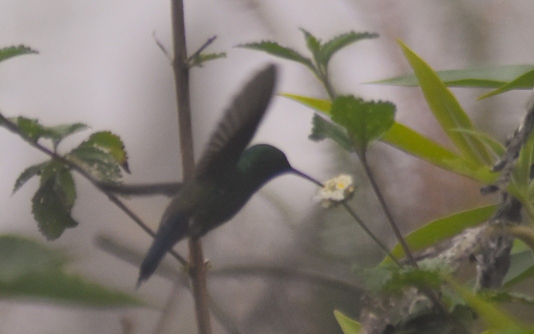 Blue-vented Hummingbird - ML643850277