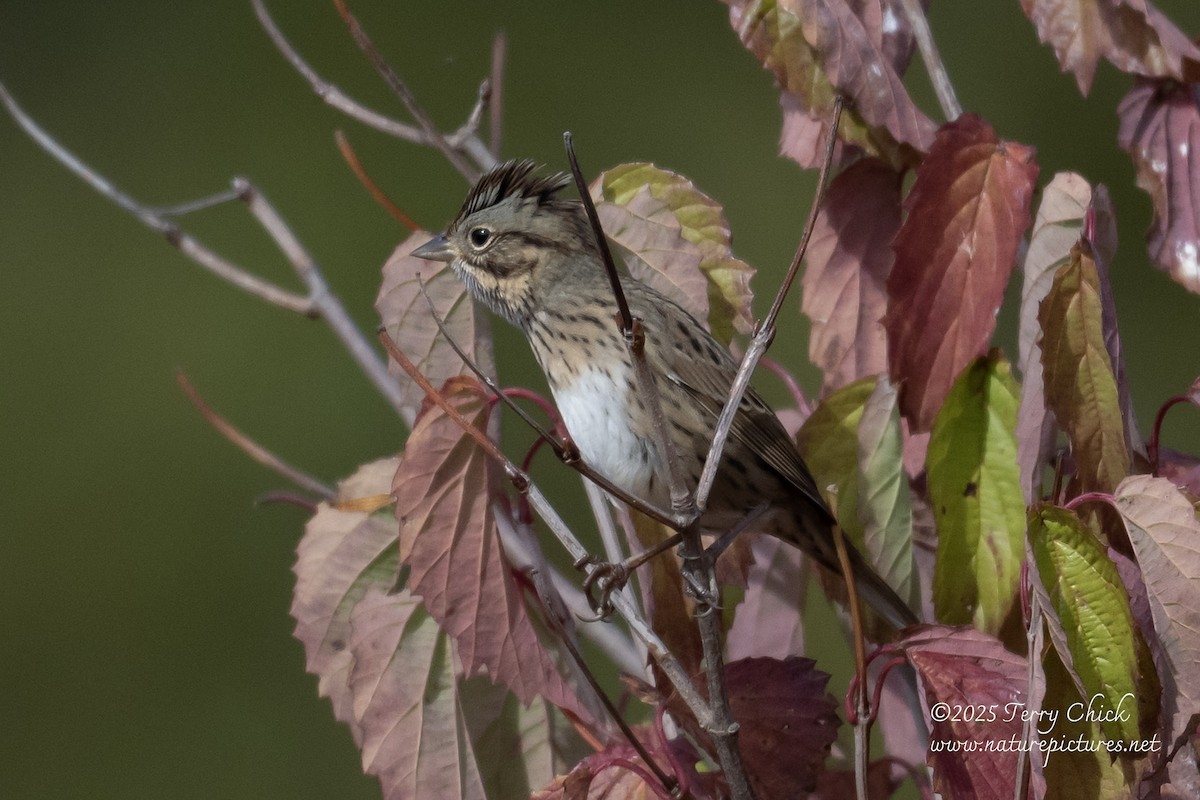 Lincoln's Sparrow - ML643850286