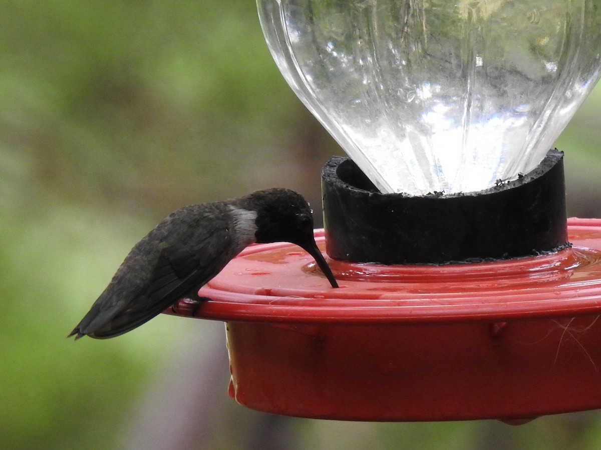 Black-chinned Hummingbird - ML643850287