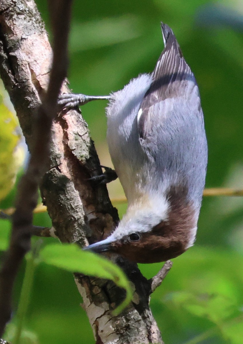 Brown-headed Nuthatch - ML643850289