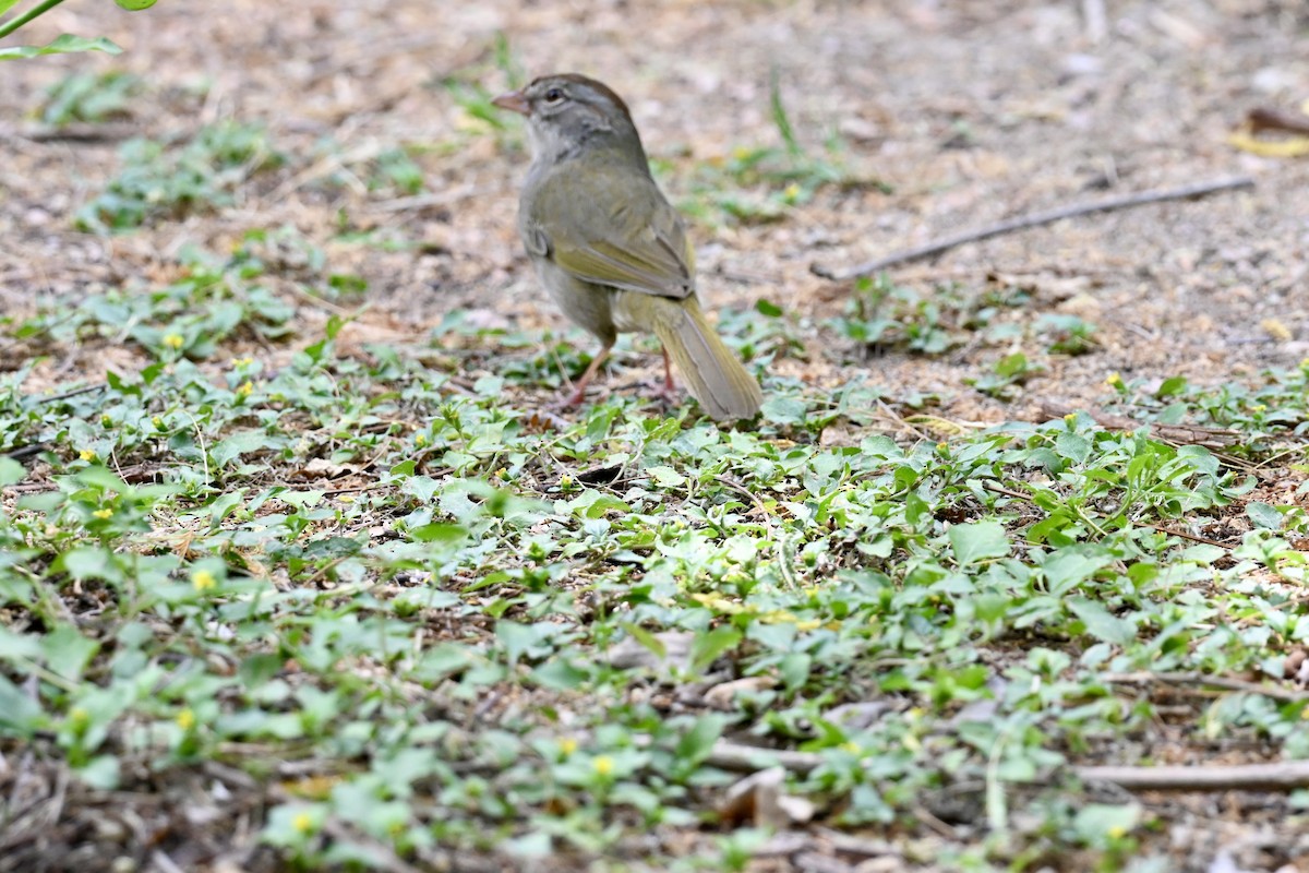 Olive Sparrow - ML643850317