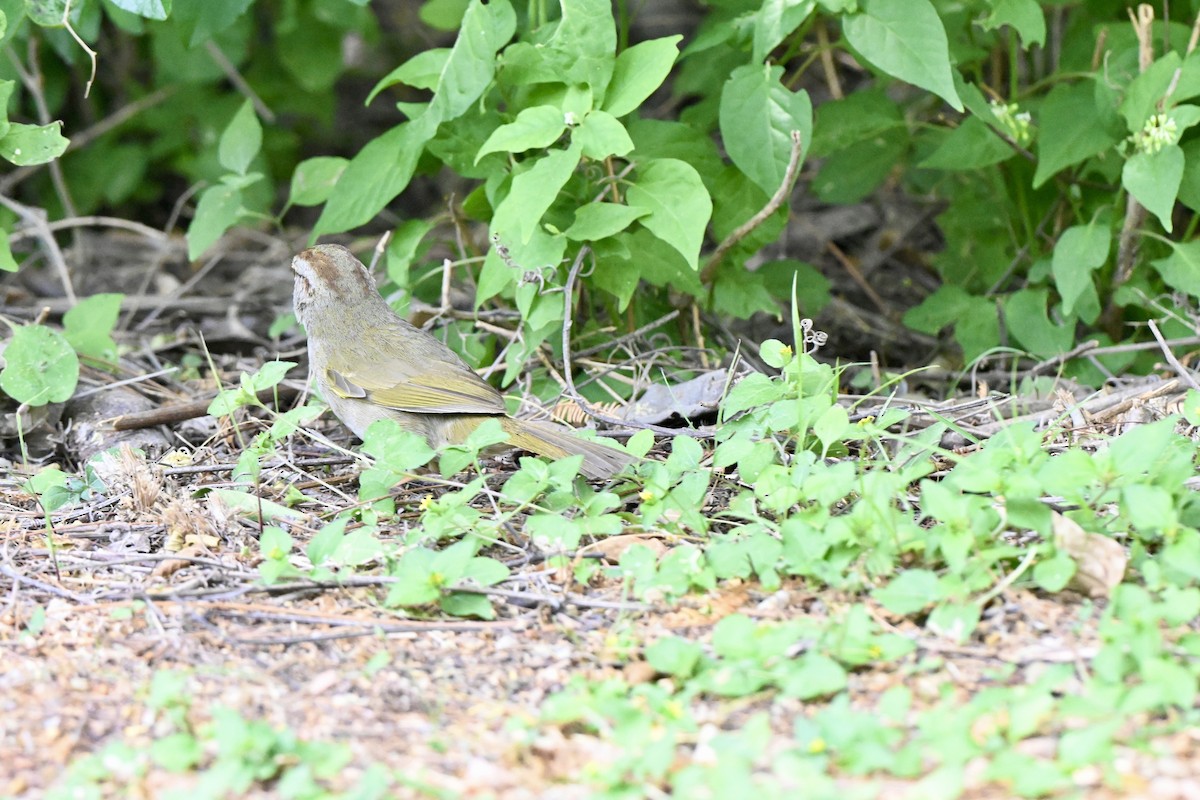 Olive Sparrow - ML643850318