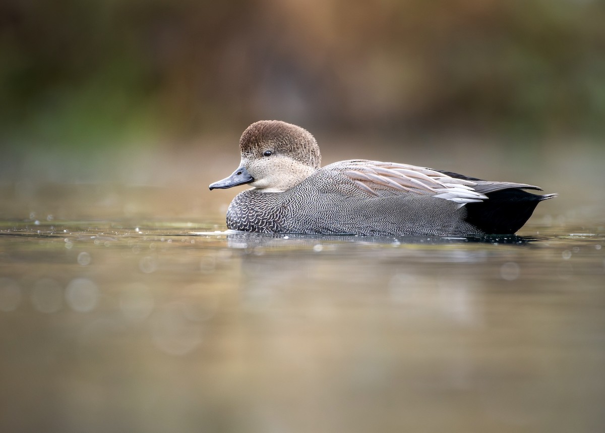 Canard chipeau - ML643850323