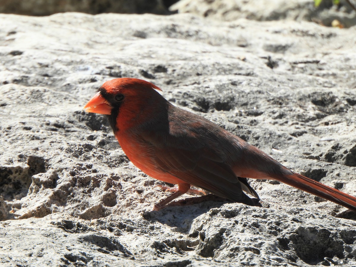 Cardinal rouge (groupe cardinalis) - ML643850330