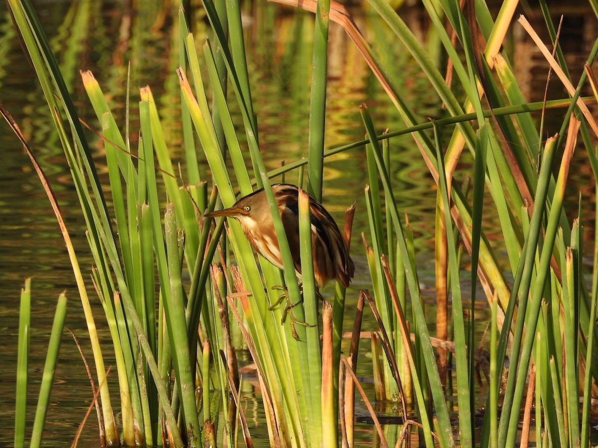 Stripe-backed Bittern - ML643850331