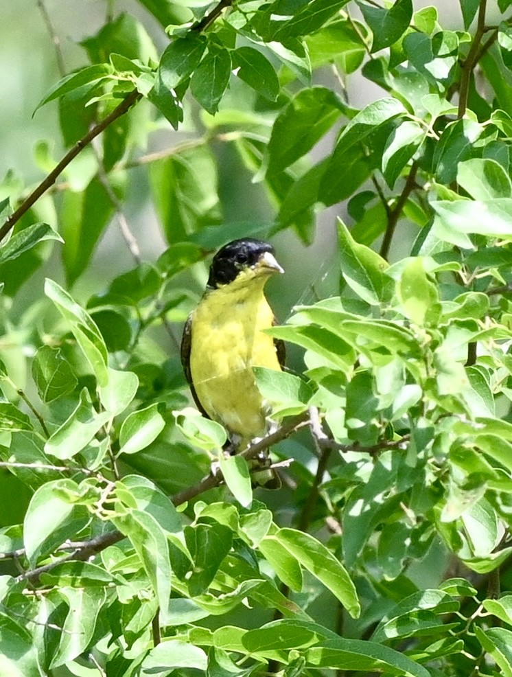Lesser Goldfinch - ML643850332