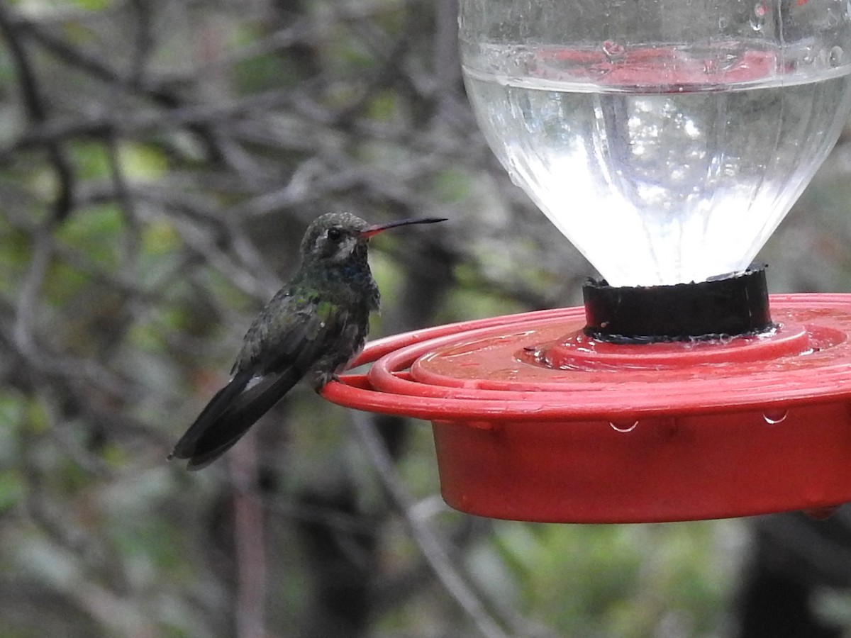 Broad-billed Hummingbird - ML643850335
