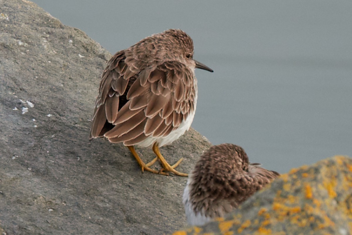 Least Sandpiper - ML643850336