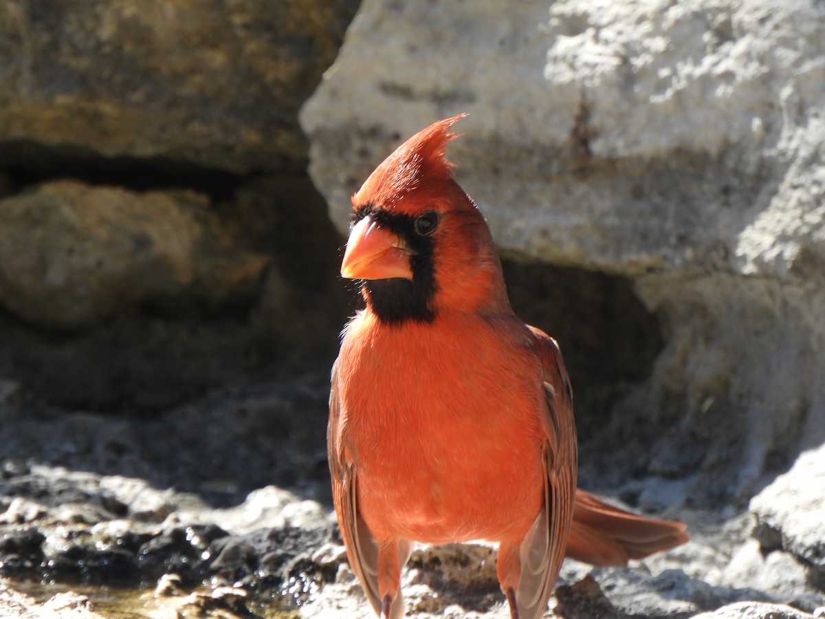 Cardinal rouge (groupe cardinalis) - ML643850340
