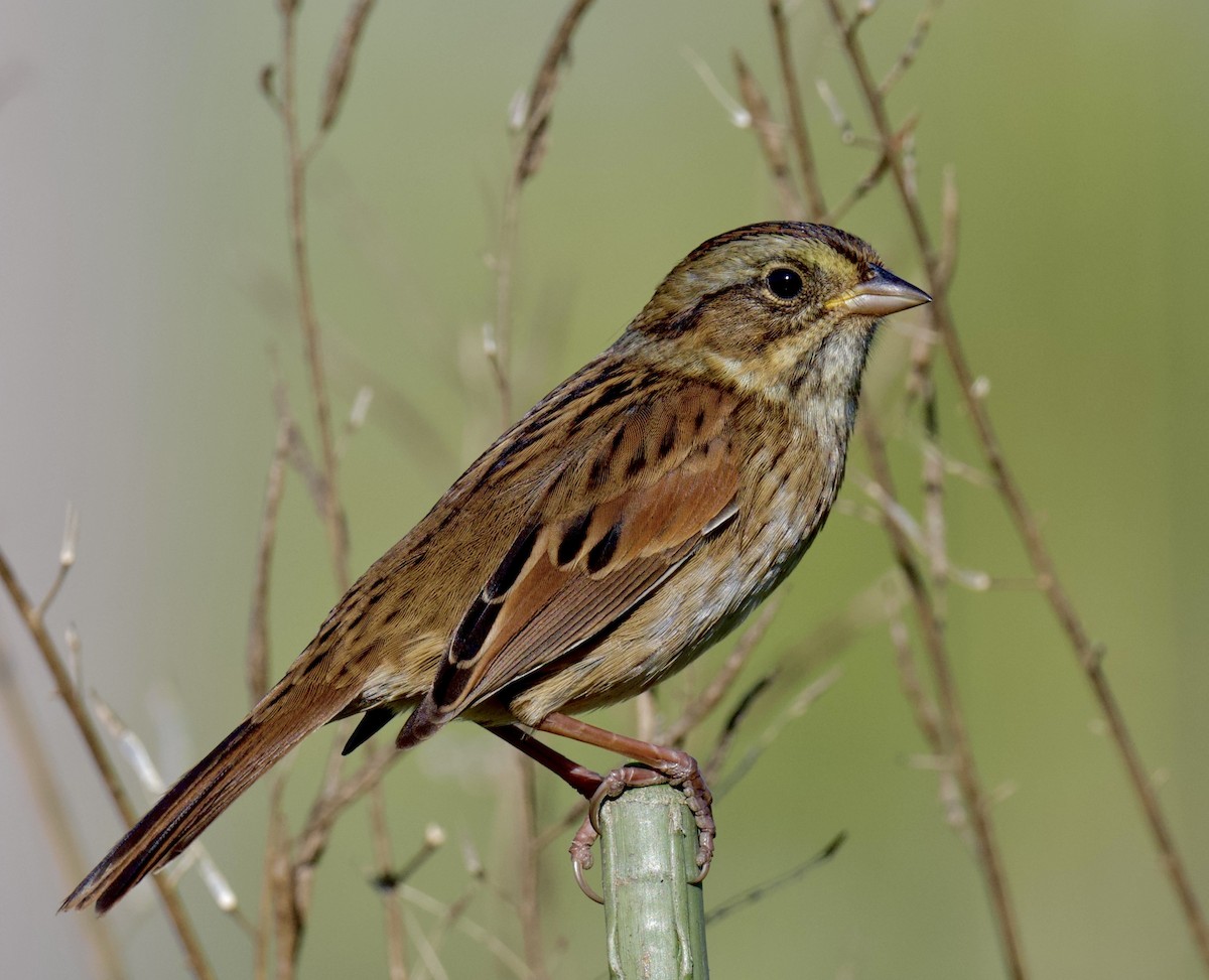 Swamp Sparrow - ML643850344