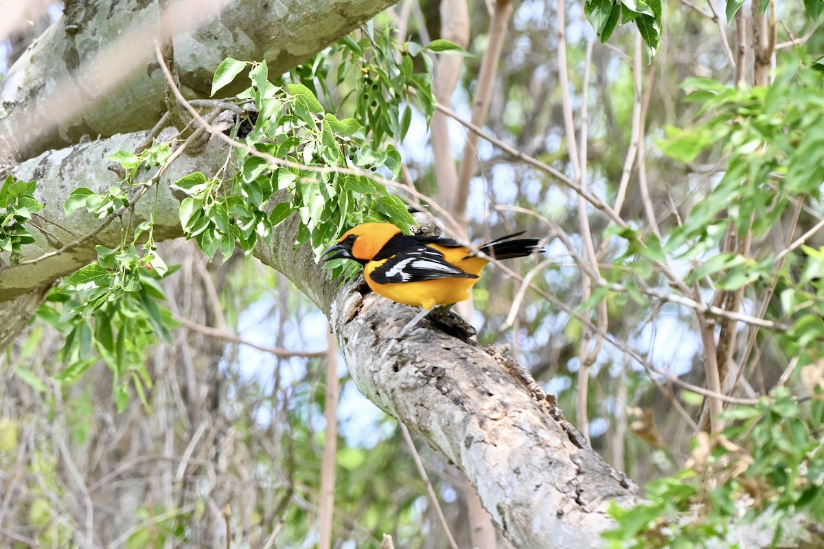 Turpial de Altamira - ML643850351