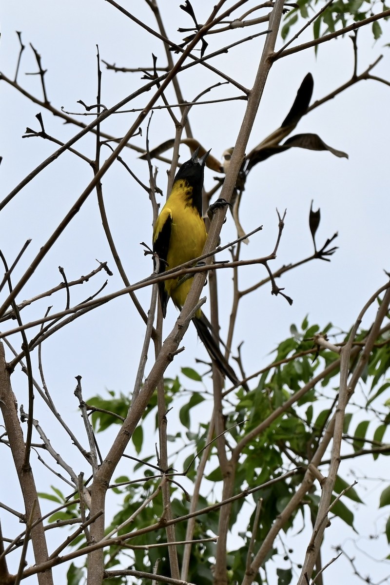Audubon's Oriole - ML643850366