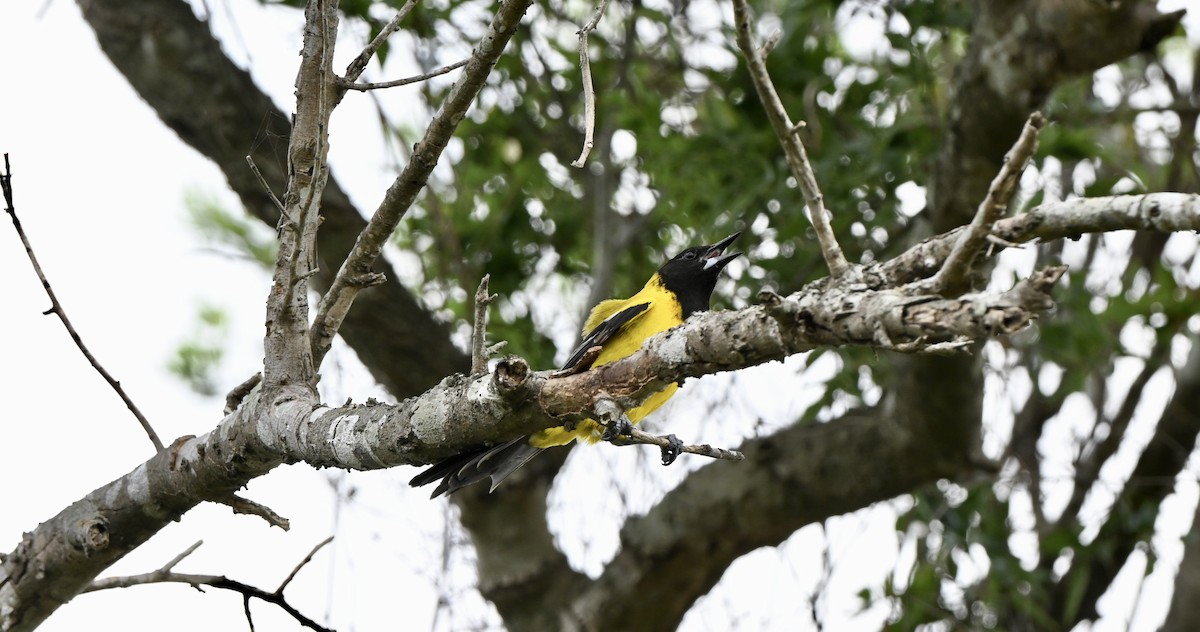 Audubon's Oriole - ML643850367