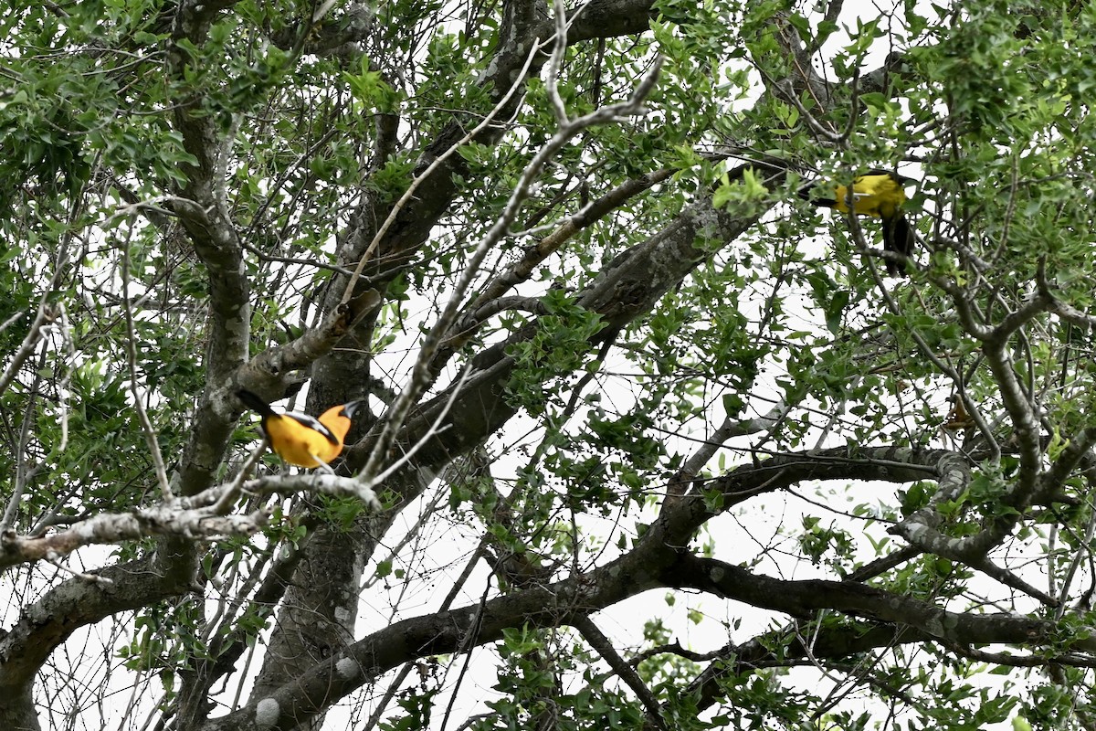 Audubon's Oriole - ML643850369