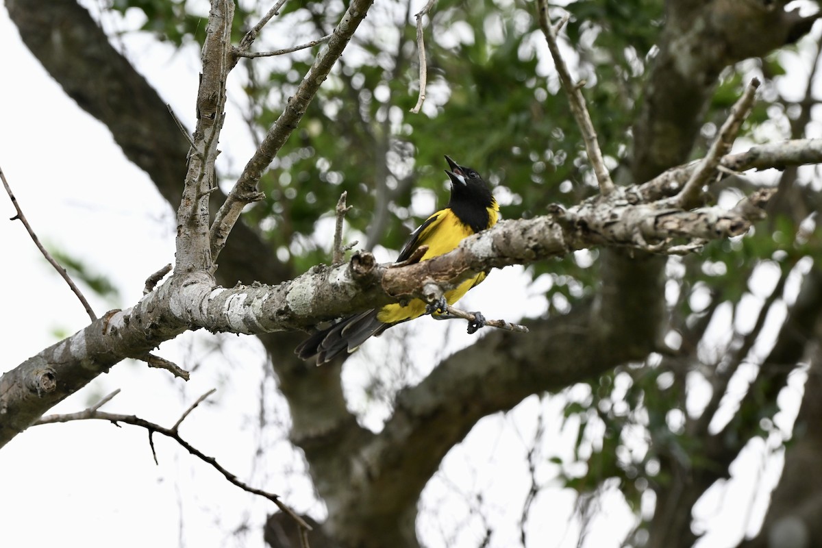 Audubon's Oriole - ML643850370