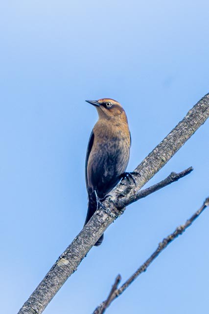 Rusty Blackbird - ML643850371