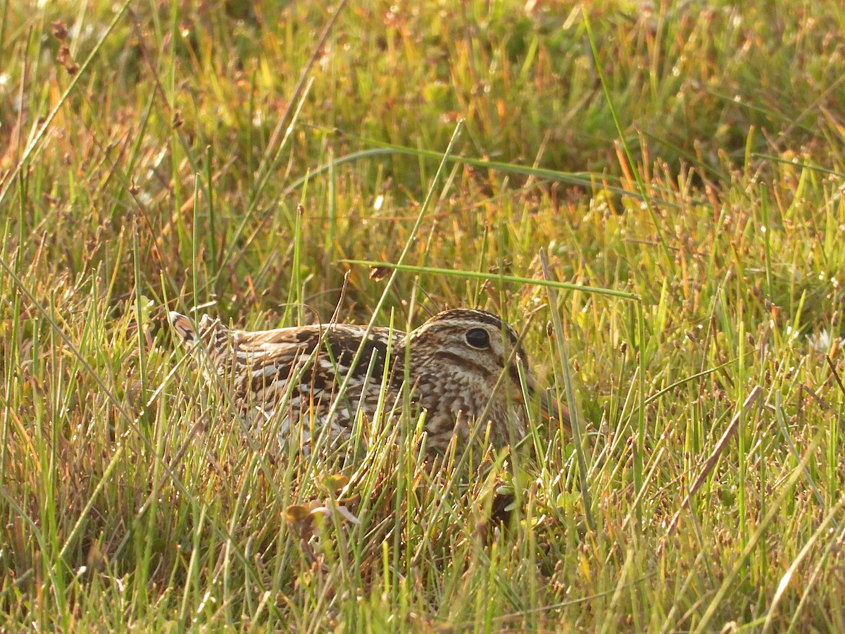 Magellanic Snipe - ML643850372