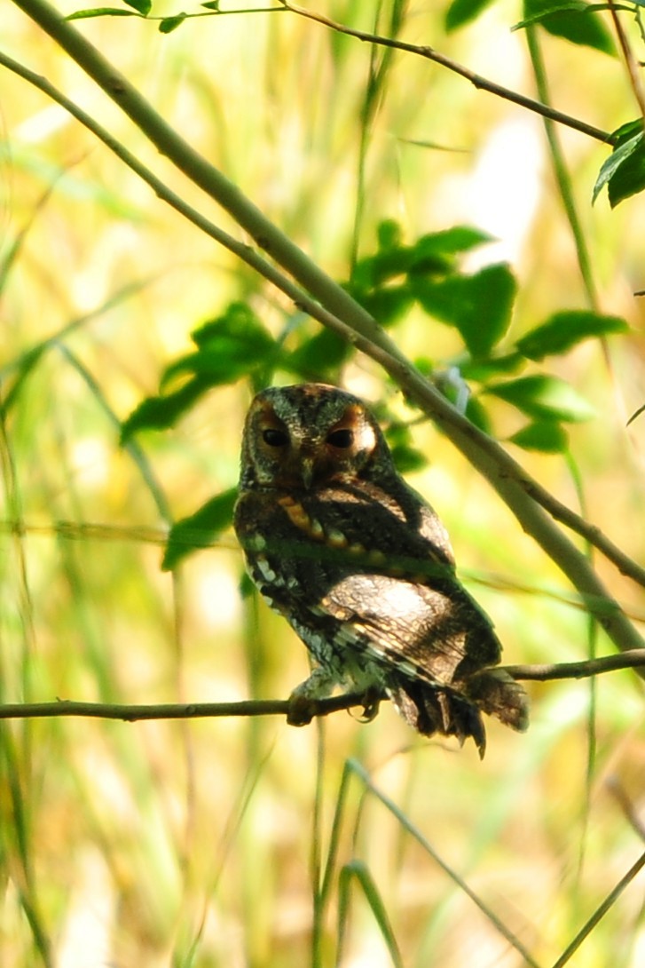 Flammulated Owl - ML643850374