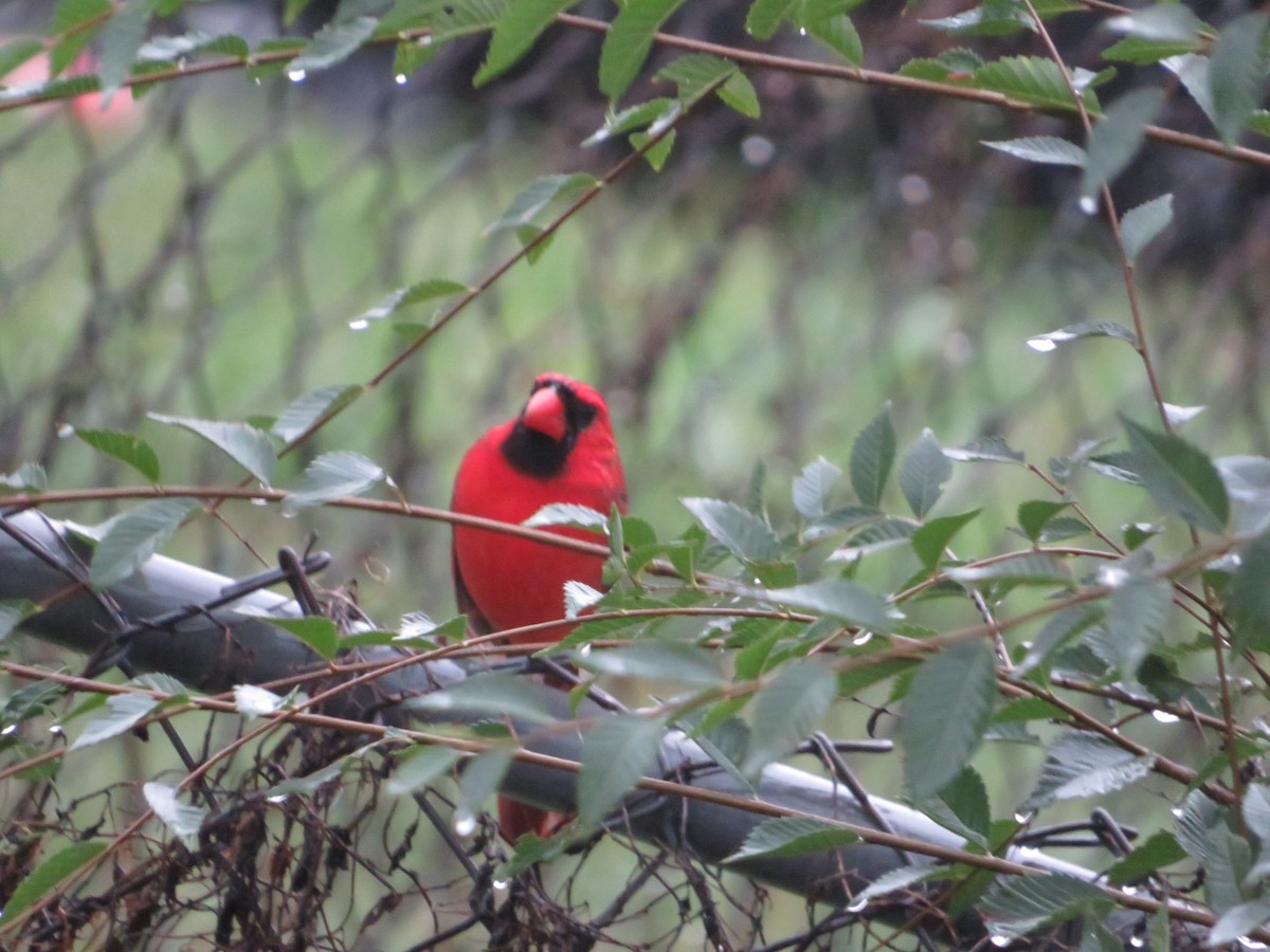 Cardinal rouge - ML643850376