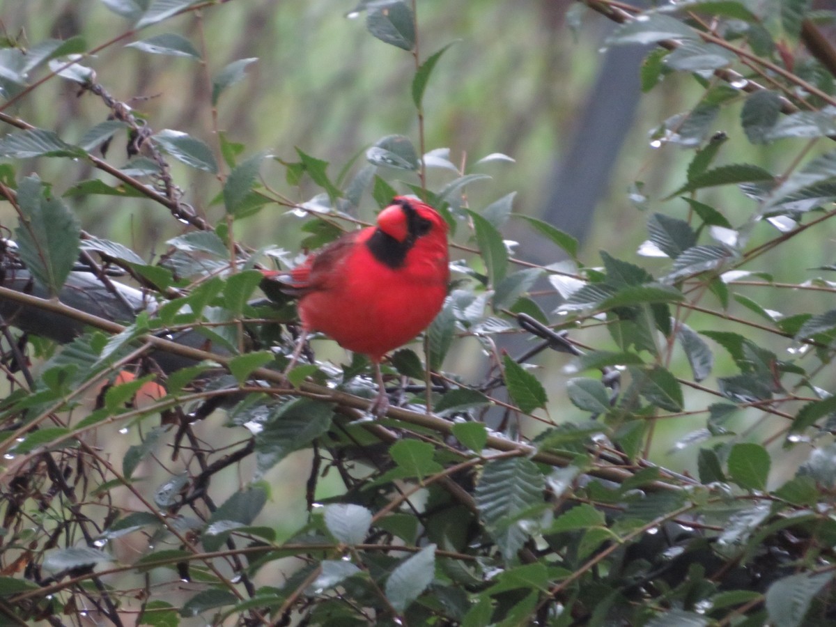 Cardinal rouge - ML643850377