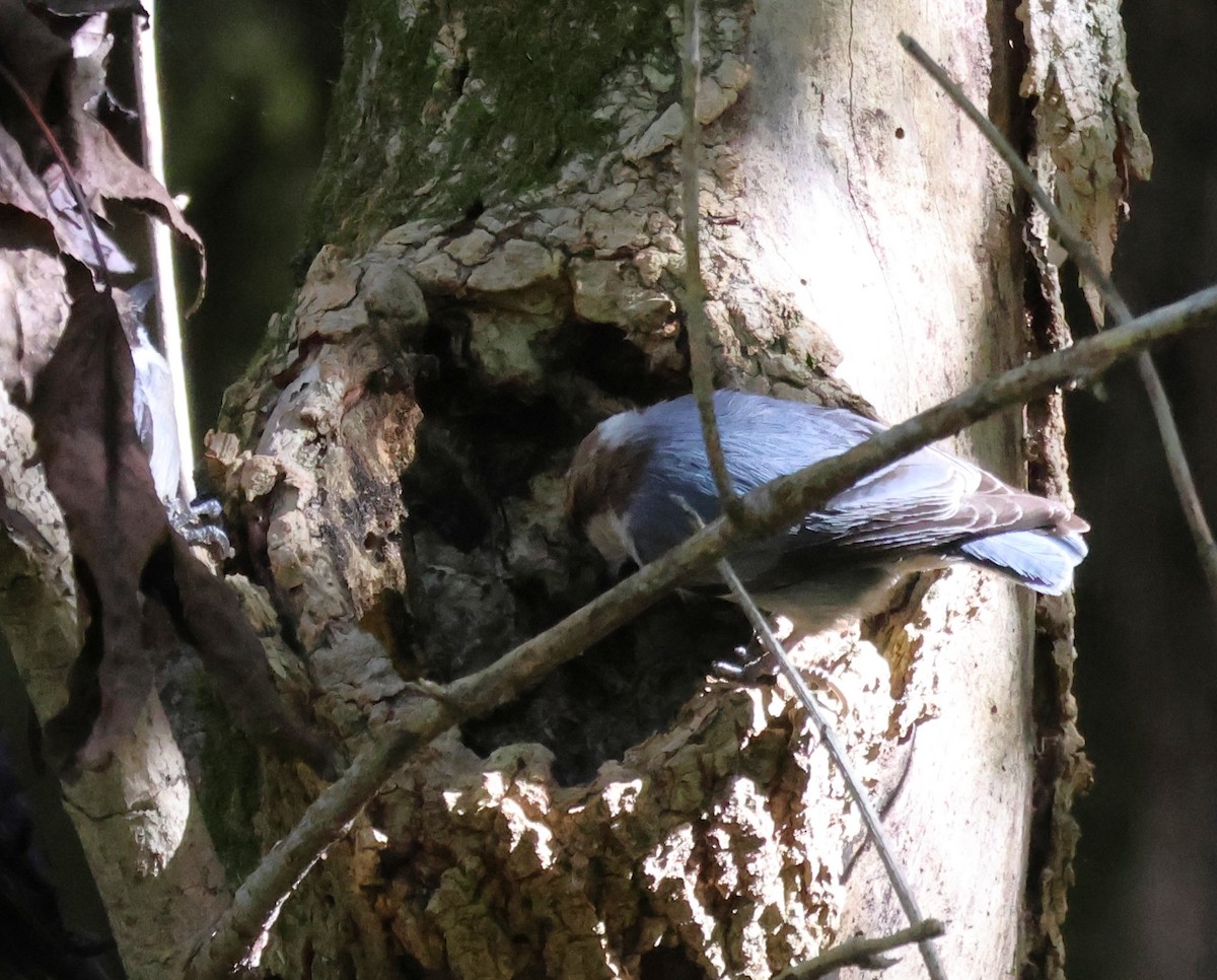 Brown-headed Nuthatch - ML643850383