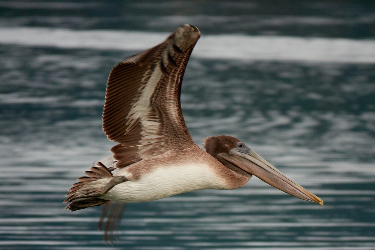 Brown Pelican - ML643850399