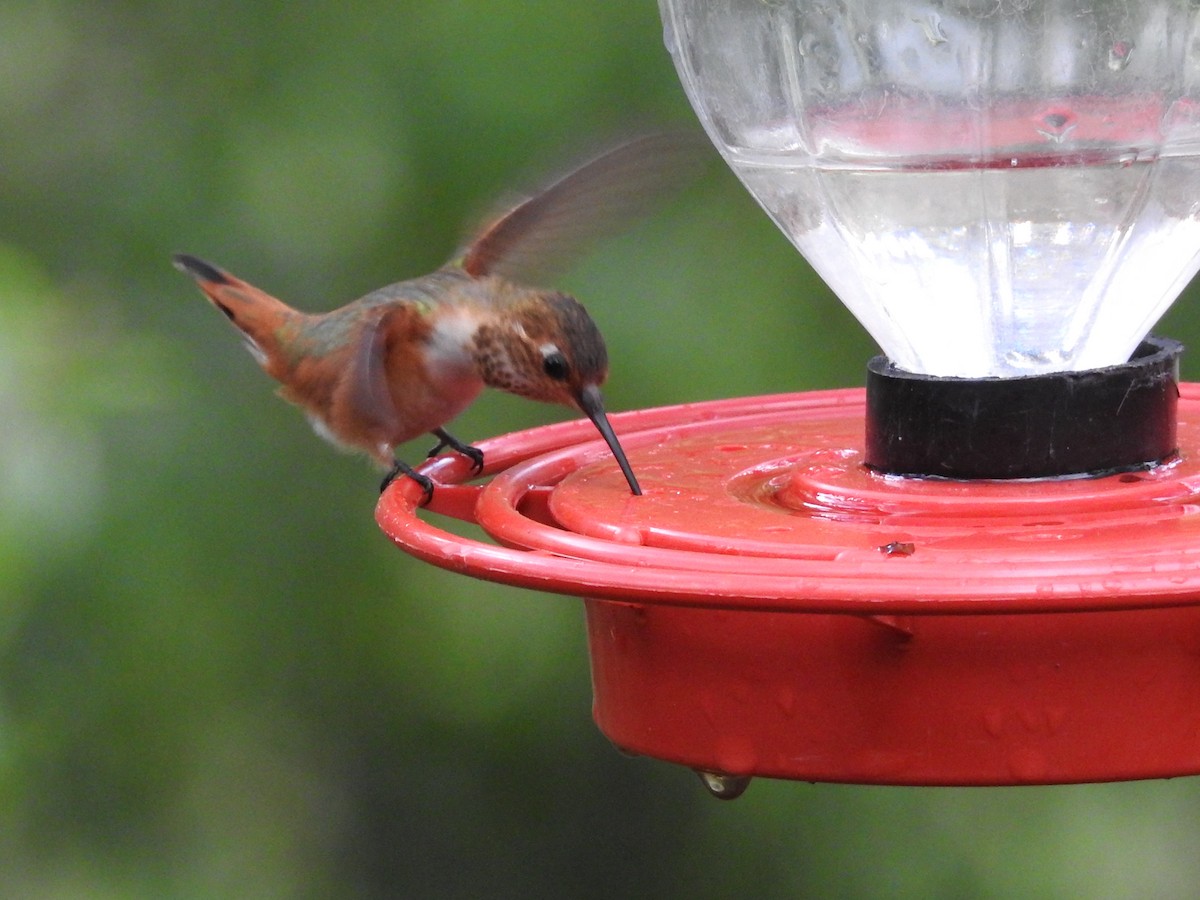 Rufous Hummingbird - ML643850404