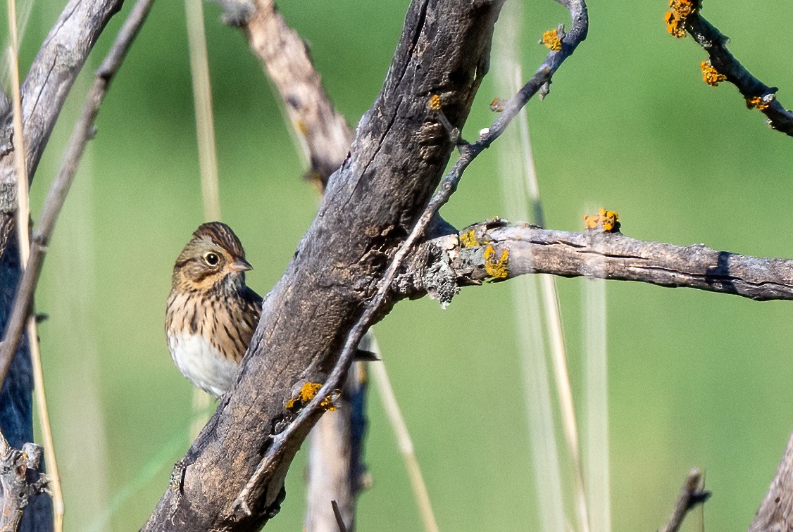 Lincoln's Sparrow - ML643850407
