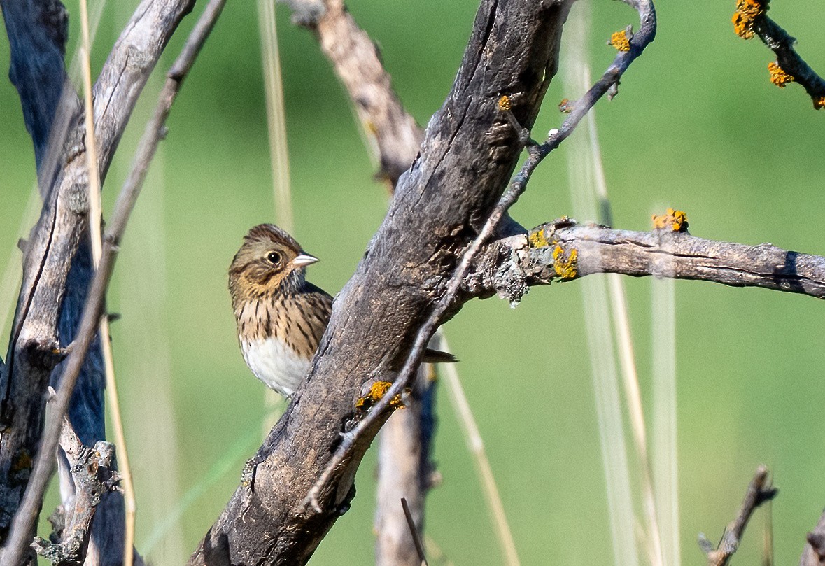 Lincoln's Sparrow - ML643850408