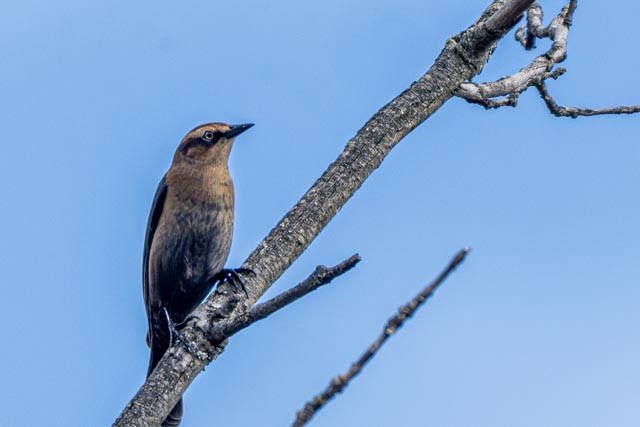 Rusty Blackbird - ML643850414