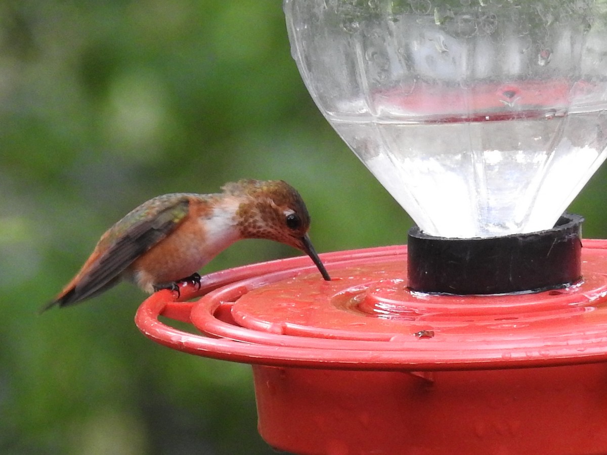 Rufous Hummingbird - ML643850417