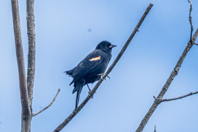 Red-winged Blackbird - ML643850419