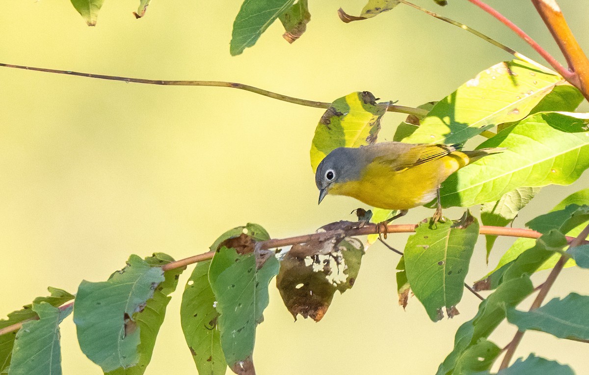 Nashville Warbler - ML643850424