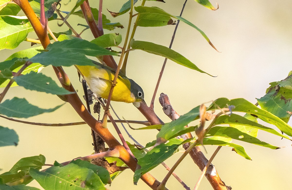 Nashville Warbler - ML643850425