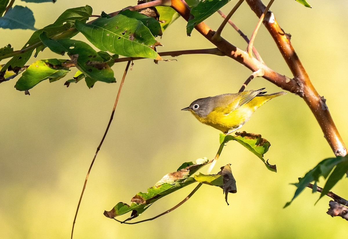 Nashville Warbler - ML643850426