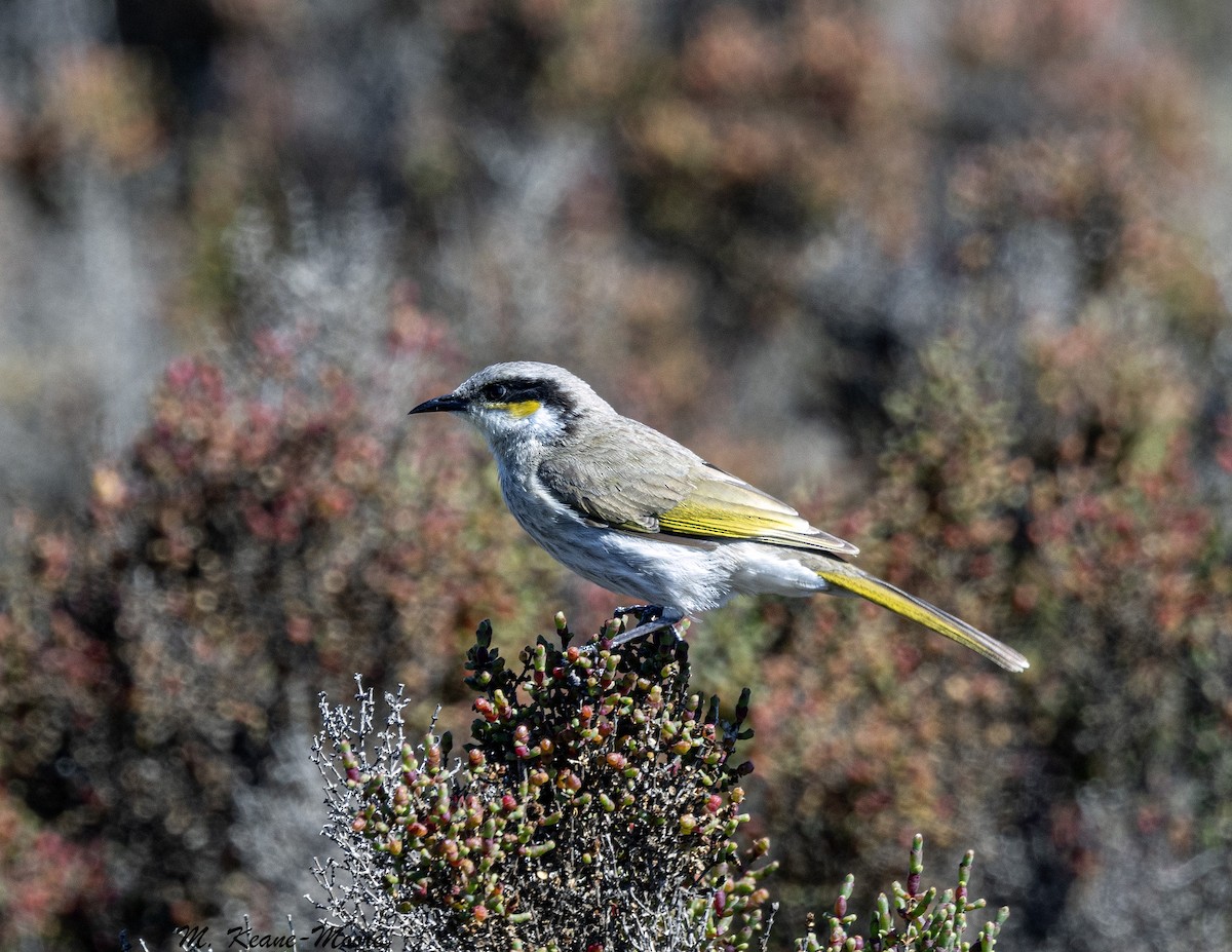 Singing Honeyeater - ML643850430