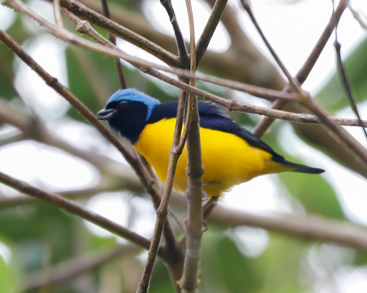 Golden-rumped Euphonia - ML643850432