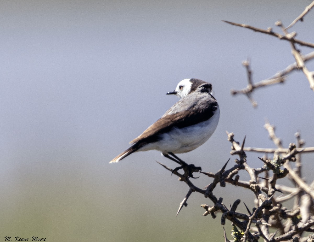 White-fronted Chat - ML643850435