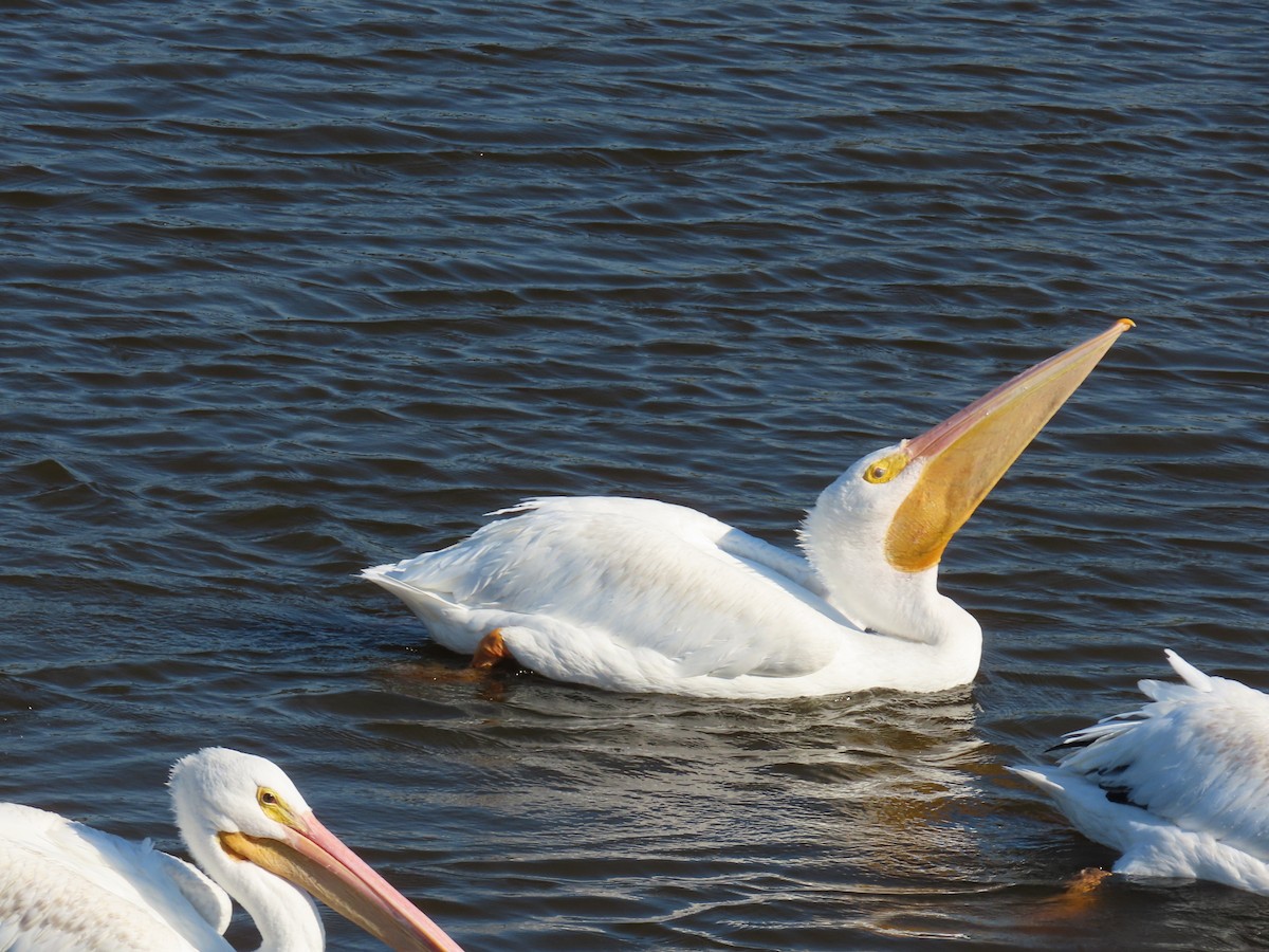 American White Pelican - ML643850440