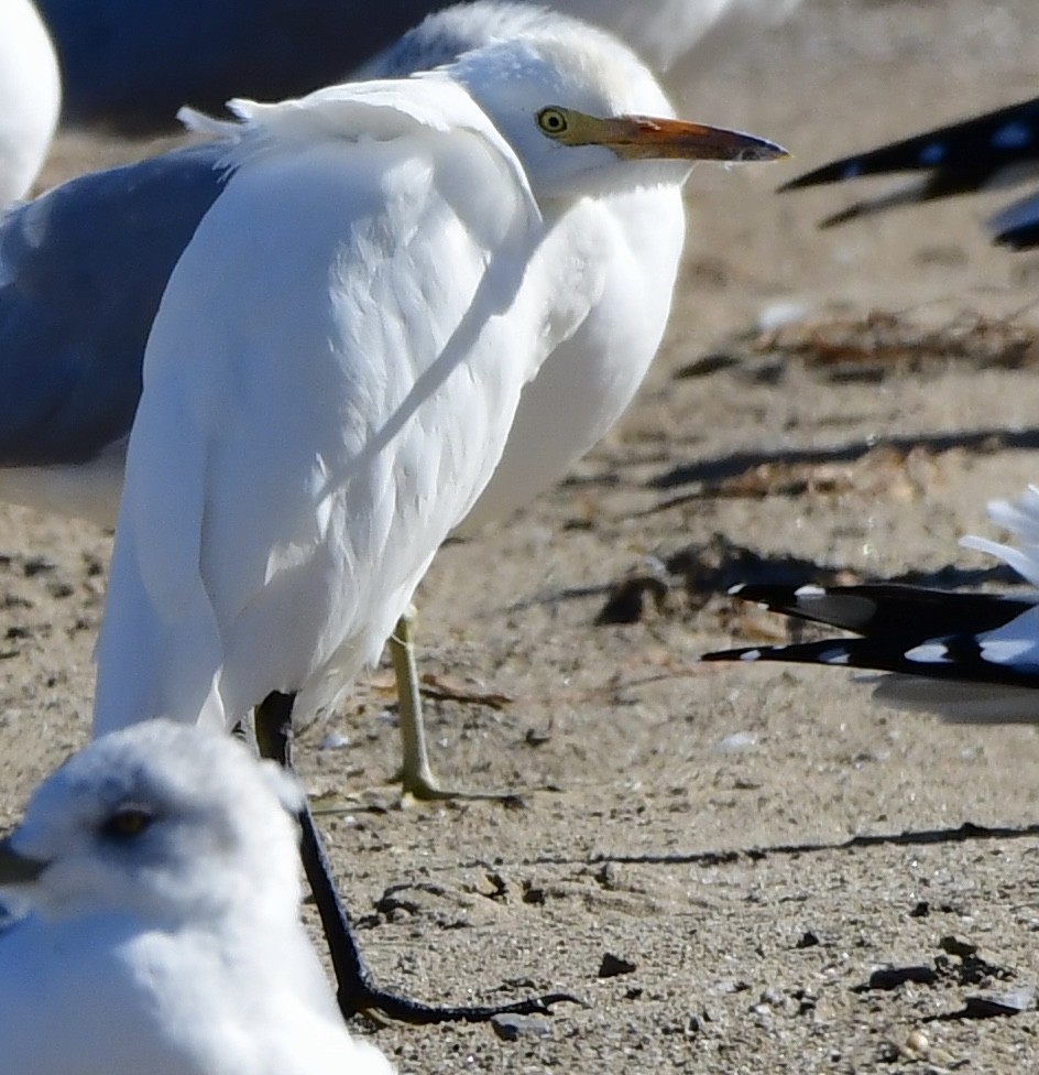 Western Cattle-Egret - ML643850442