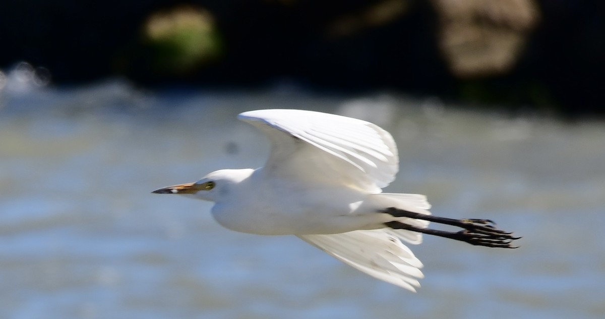 Western Cattle-Egret - ML643850443