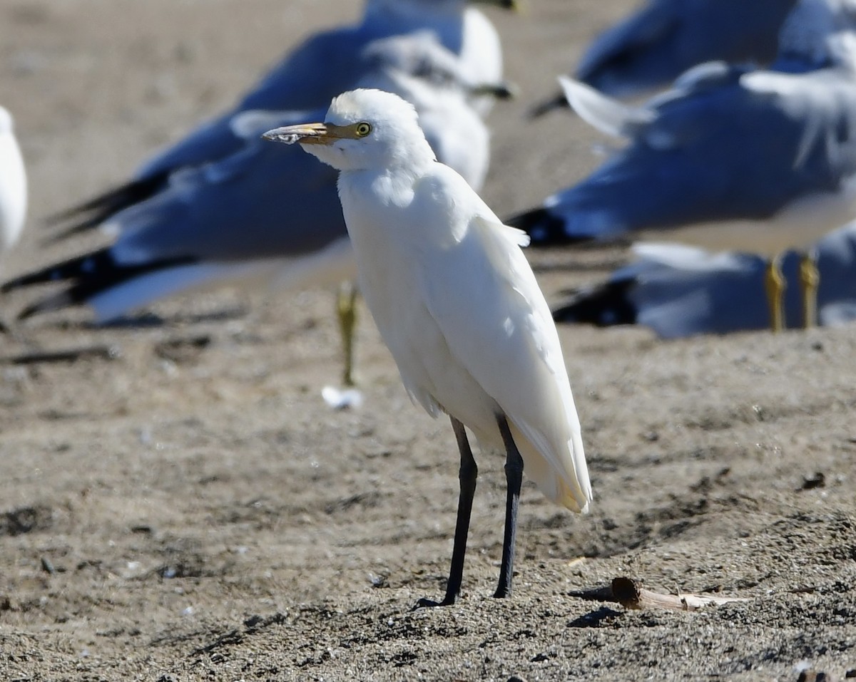 Western Cattle-Egret - ML643850444